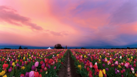 Plethora of Tulips F1 - flower, beauty, photo, photography, floral, love, romance