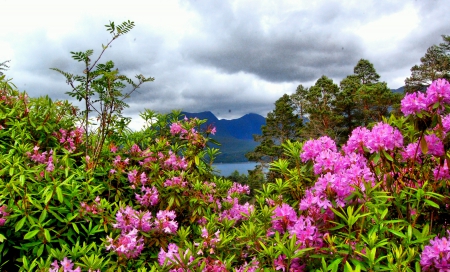 Blooming Rhododendrons