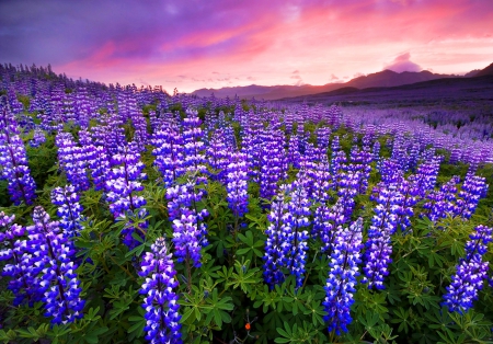 Beauty Of Nature - sky, field, mountains, lupines, purple, beautiful, pink, green, flowers, sunrise