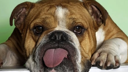 funny dog - bulldog, canine, lazy, tongue, dog