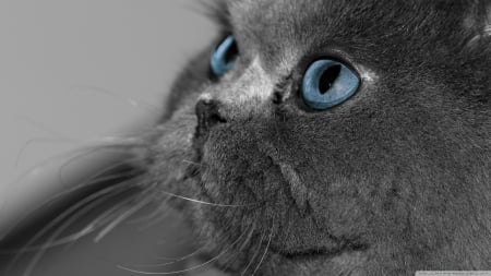 grey persain cat - grey, feline, cat, persain