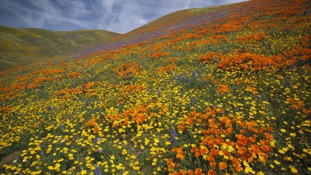 Summer Carpet - summer, carpet, meadow, flowers, nature