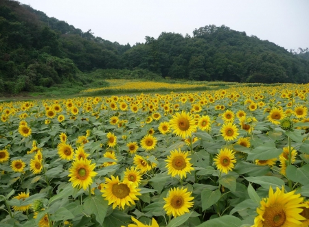 Sunflower Field - nature, sunflowers, summer, field, flowers