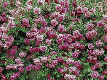 Rose Wall - garden, wall, roses, nature