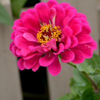 Pretty Pink Posie