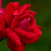 Beautiful Red Rose