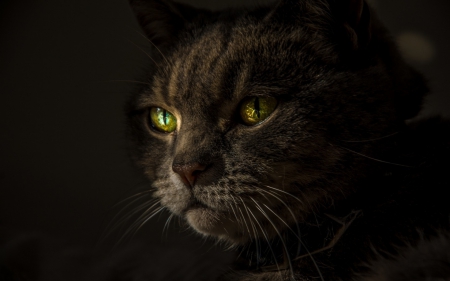 Cat - animal, golden, cat, dark, eyes, green