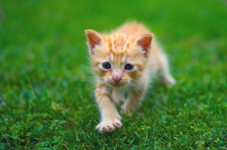 Lovely Cub - lawn, sweet, cute, small, kitten