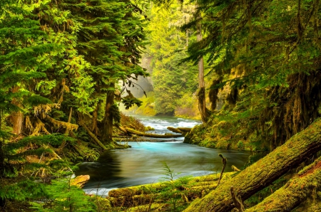 Forest creek - greenery, trees, beautiful, creek, stream, forest, lovely, river, nature, woods