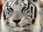 White tiger