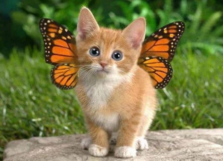 Butterfly kitten - small, winged, orange, monarch