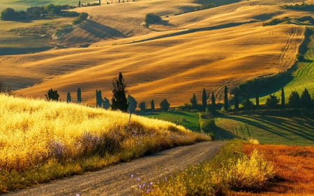 Tuscan hills - italy, hills, summer, field, meadow, path, lovely, road, tuscan, pretty, beautiful, golden, flowers