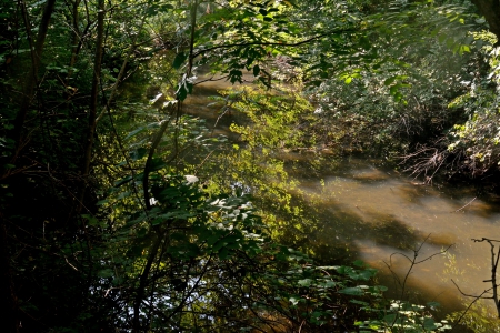 Summer Swamp - wetland, swampland, summer swamp, swamp, murky swamp