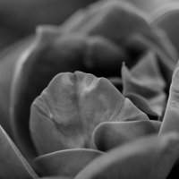 Monochrome Rose