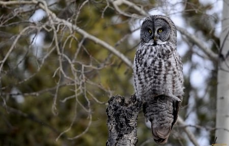 Owl on Tree Stump - owl, owls, birds, animals