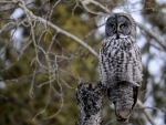 Owl on Tree Stump