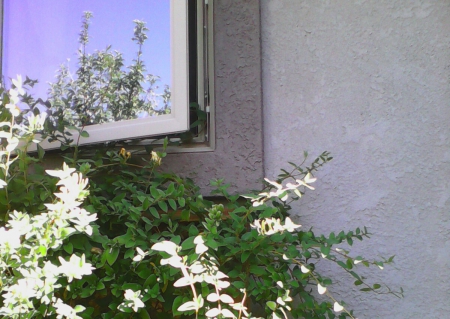 Letting nature come in - Sunny, Nature, Vines, Green