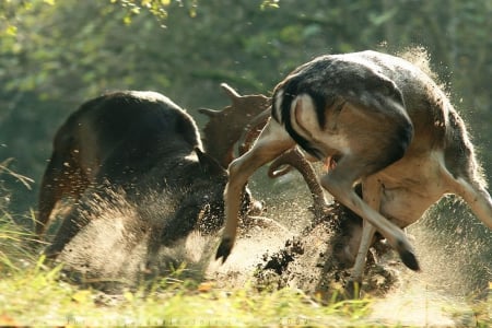 Deer duel - wildlife, predator, animals, photography, wallpaper, deer, wilderness, abstract, wild