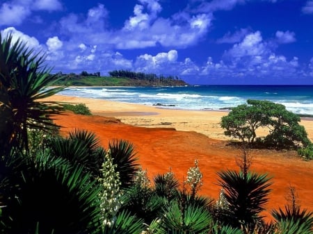 Summer Sunshine - water, landscape, clouds, palms, trees, sea