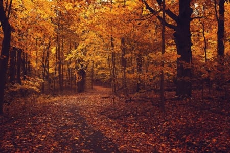 Autmn Road - ROAD, GOLDEN, FALL, COUNTRY, RED, COLORS, LEAVES, OLD