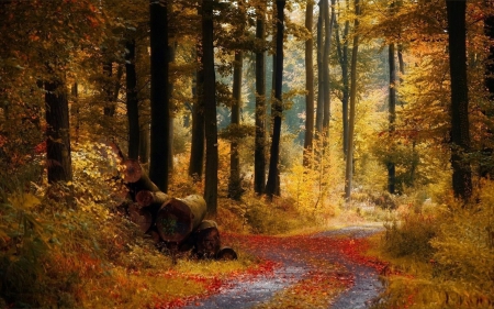 LOGGING ROAD - ROAD, FOREST, NATURE, LOGGING, OLD, AUTUMN