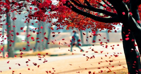 Hello Autumn ♥ - fall, nature, autumn, splendor, autumn splendor, autumn leaves, tree, leaves