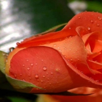 Bright Orange Rose