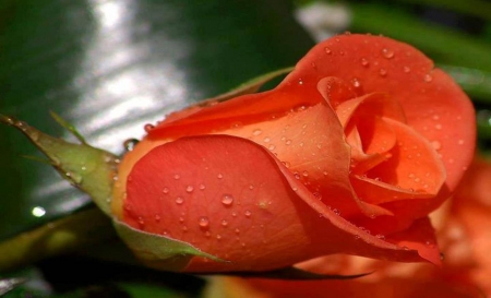 Bright Orange Rose - Rose, Nature, Flowers, Beautiful, Orange