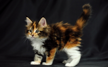 Mult-Colored Maine Coon Cat - Kitten, Cat, Coon, Calico, Maine