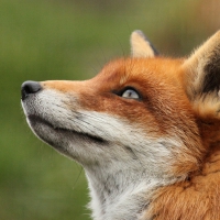 Red Fox