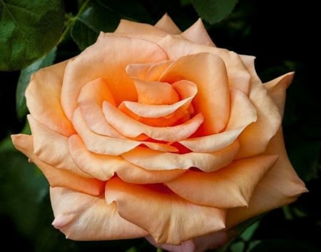 A rose - beauty, color peache, rose, flower