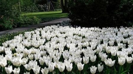 Tulips - white, tulips, field, flowers