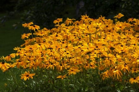 Flowers - flowers, daisies, field, black eyes