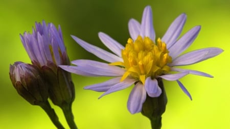 Purple Flowers - nature, purple, flowers, yellow