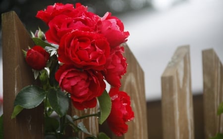 Fresh Red Roses - roses, beautiful, red, rain, bunch, fence