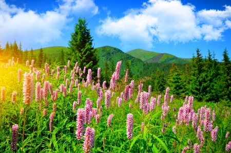 Spring's Lupines - clouds, blue, beautiful, springtime, hillside, forest, pink, flowers, white, magic light, green, mountains