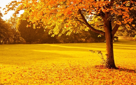 Autumn - autumn, yellow, leaves, park, tree