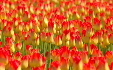 Beautiful Summer Tulips - nature, beautiful, tulips, summer, flowers