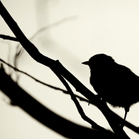 bird silhouette