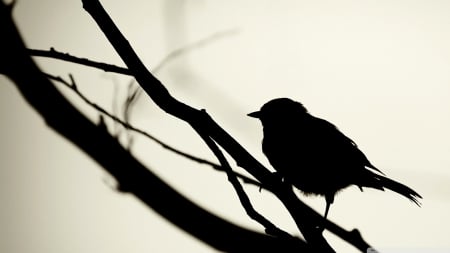 bird silhouette - bird, black, silhouette, branch