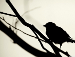 bird silhouette