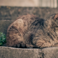 cat taking a nap