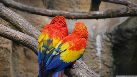 colourful parrots - bird, branch, colourful, parrot