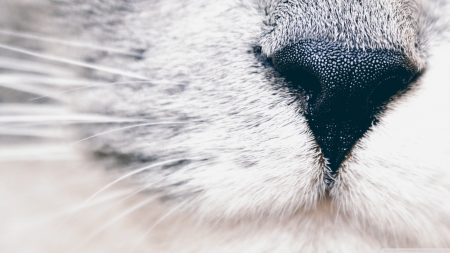 cute cat nose - nose, cat, whiskers, cute