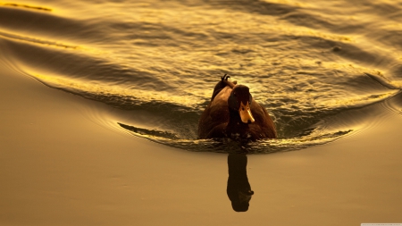 duck swimming in water - water, duck, beak, bird