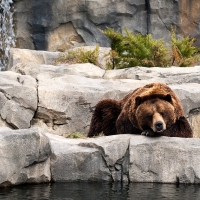 grizzly bear