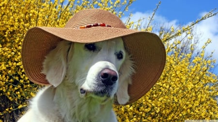 labrador wearing a beach hat - labrador, flower, hat, dog