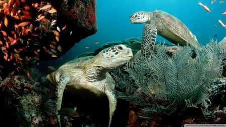 two green sea turtles - turtle, sea, fish, green