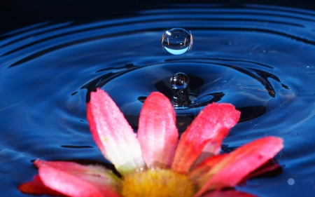 Pink and blue - drop, close-up, water, yellow, blue, macro, flower, pink