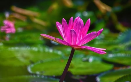 Lotus - lotus, flower, pink, green